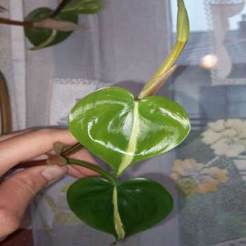 Philodendron Cream splash