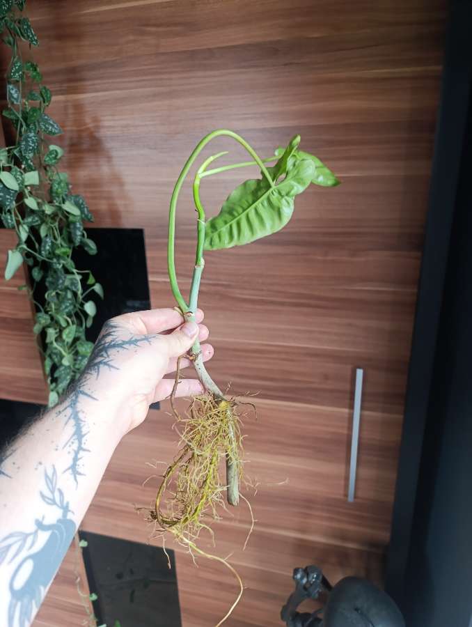 Philodendron Paraiso Verde 2