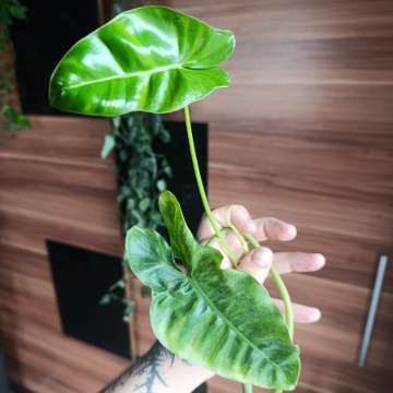 Philodendron Paraiso Verde