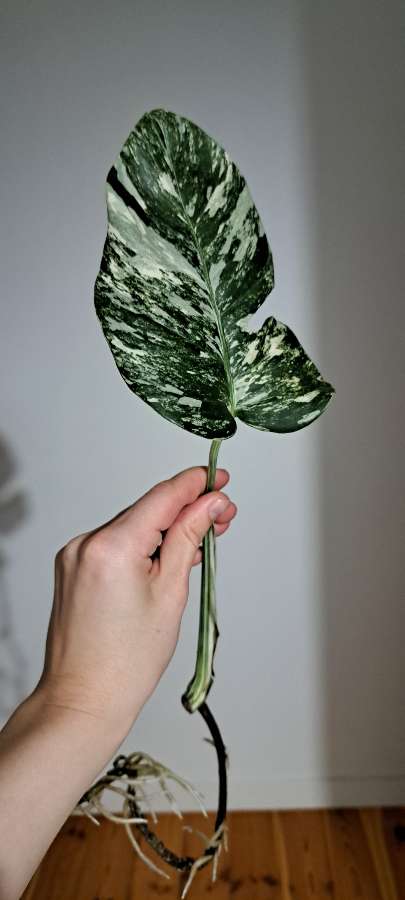 Monstera Deliciosa Variegata 4