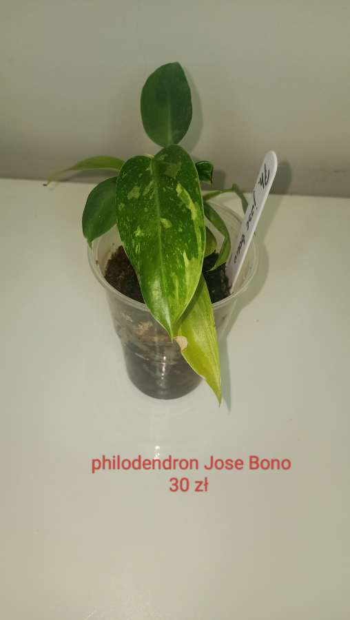 Philodendron Jose Bono 2