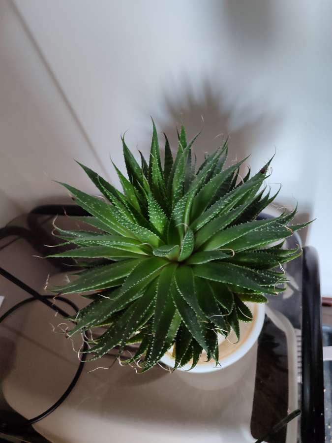 Aloes aristata 3