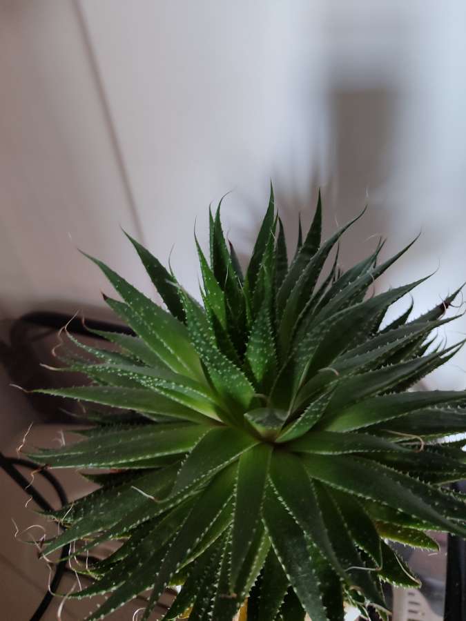Aloes aristata 2