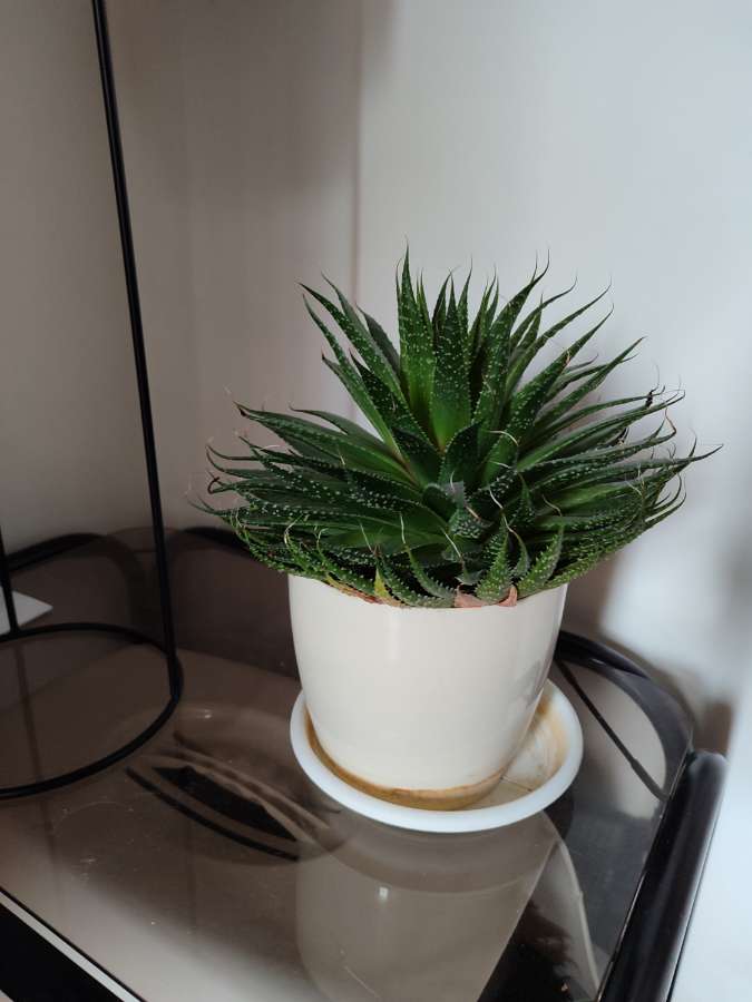 Aloes aristata 4