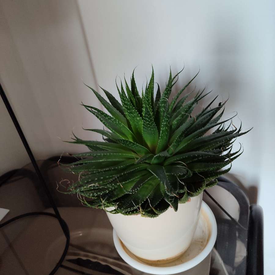 Aloes aristata