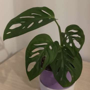 Monstera