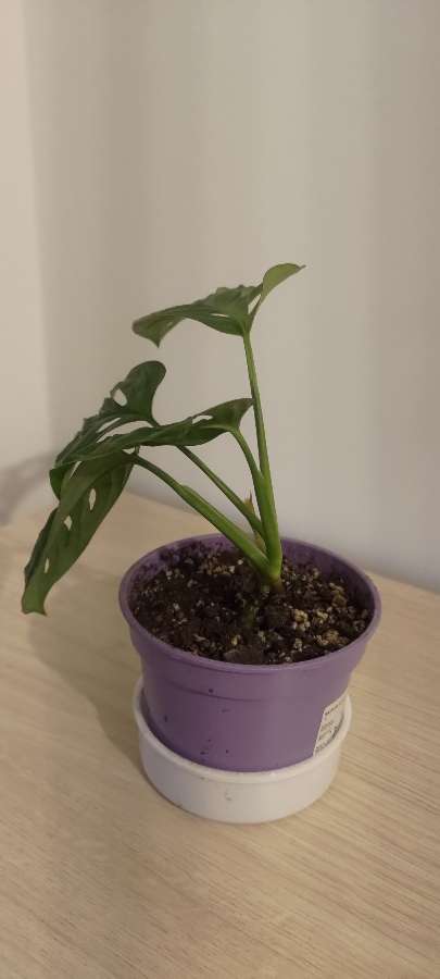 Monstera 2
