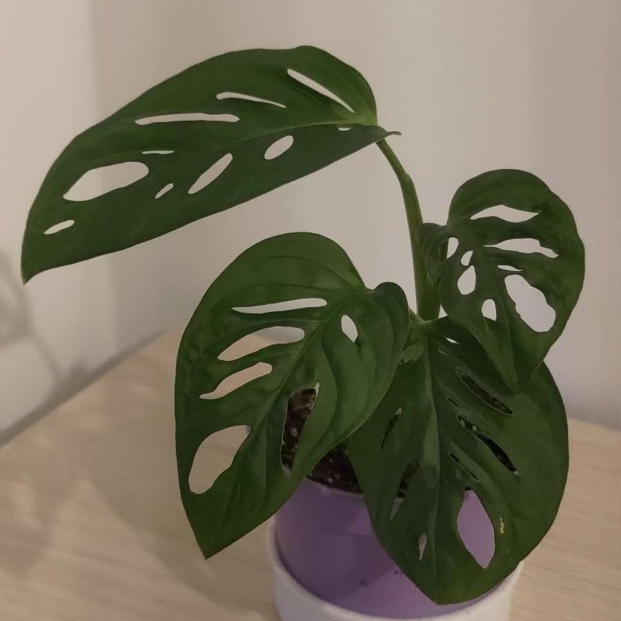 Monstera