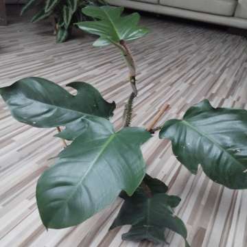 Philodendron squaferium