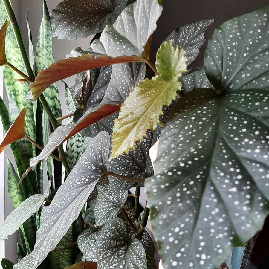 Begonia Corallina de Lucerna