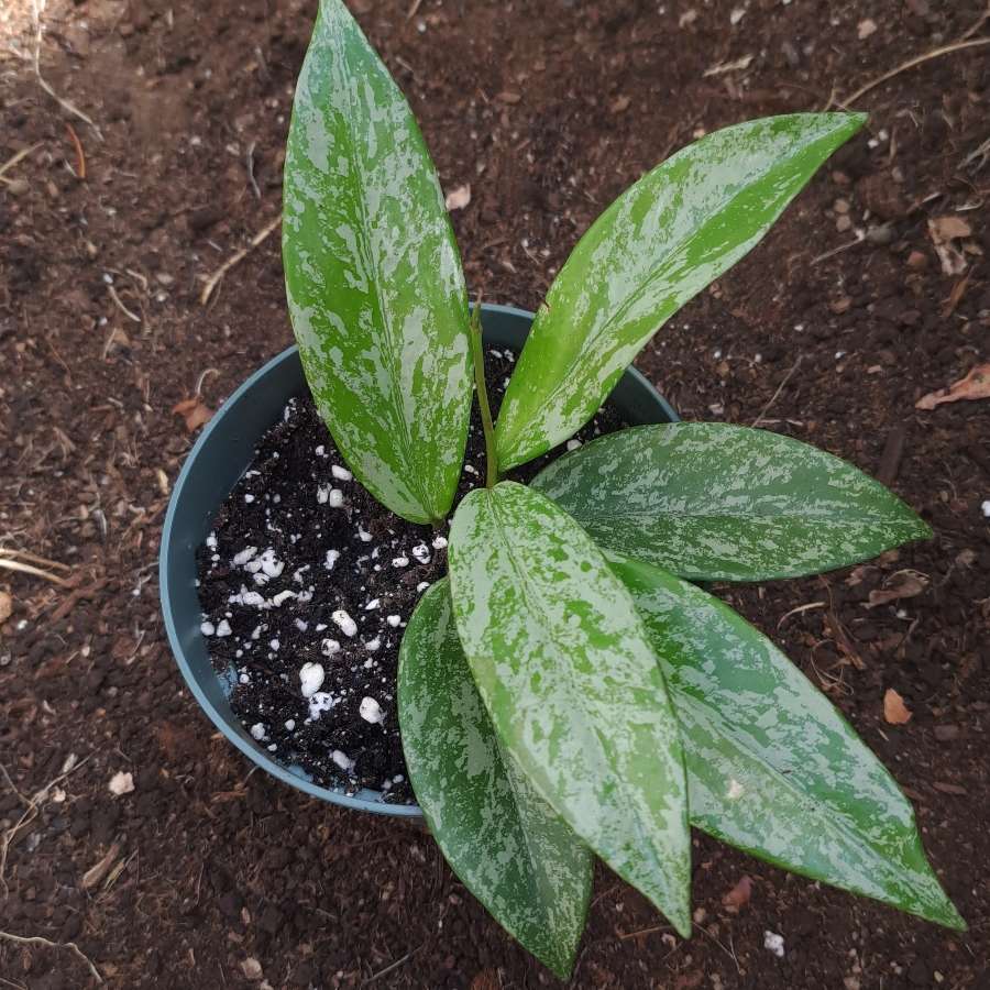 Hoya pubicalyx 'Silver Spot'