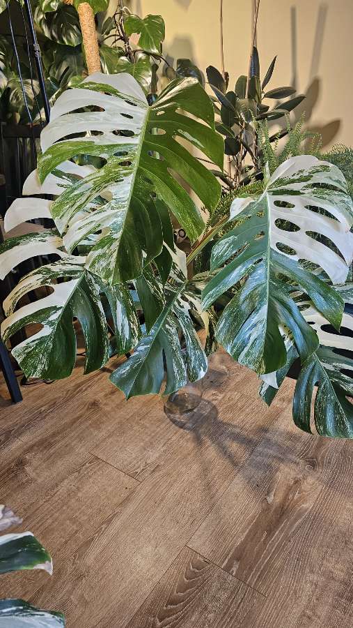 Monstera deliciosa Variegata 3