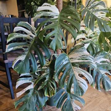 Monstera deliciosa Variegata