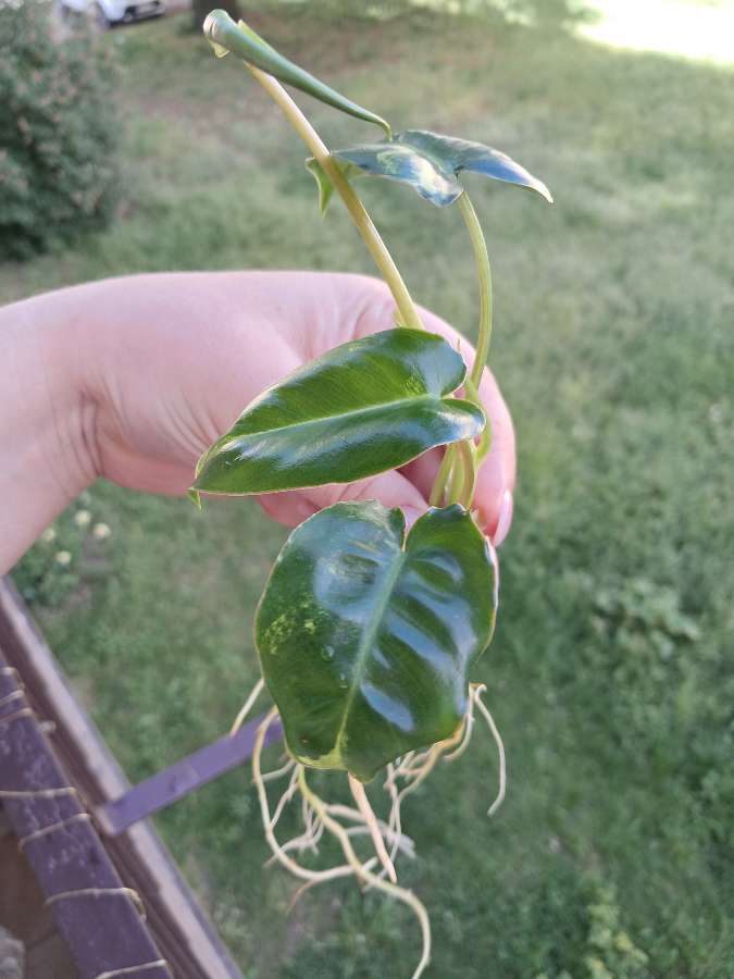 Filodendron burle Marx variegata 3