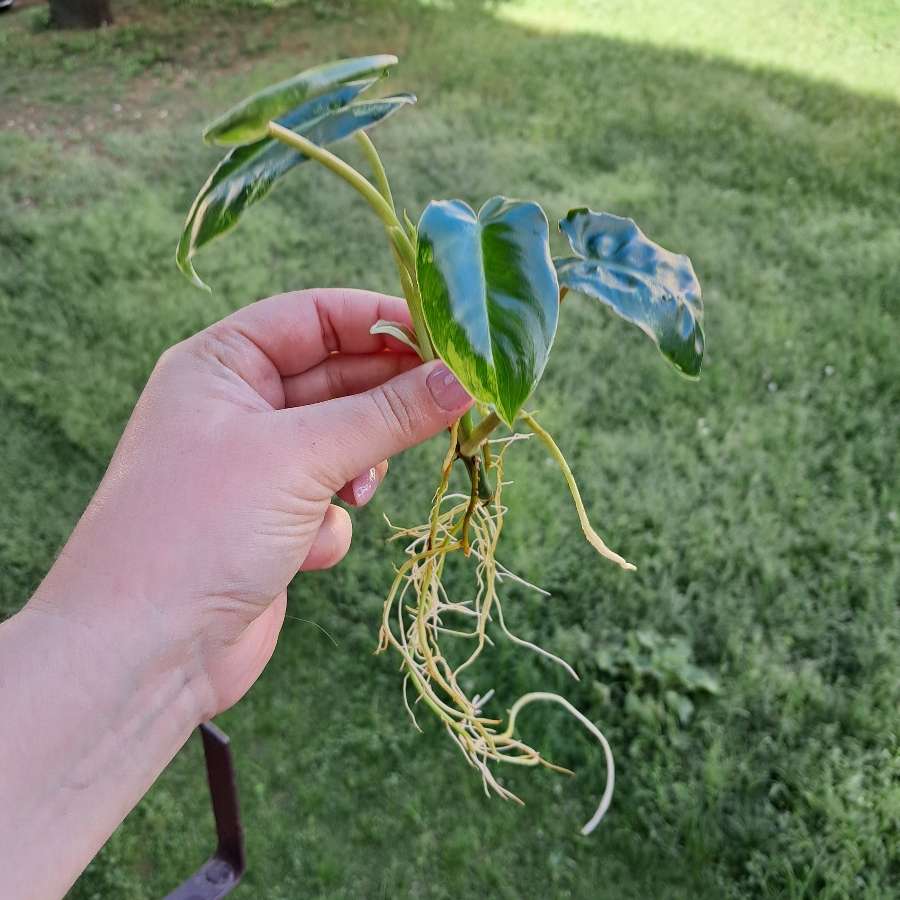 Filodendron burle Marx variegata