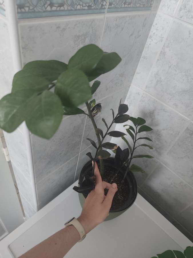 Zamioculcas 2