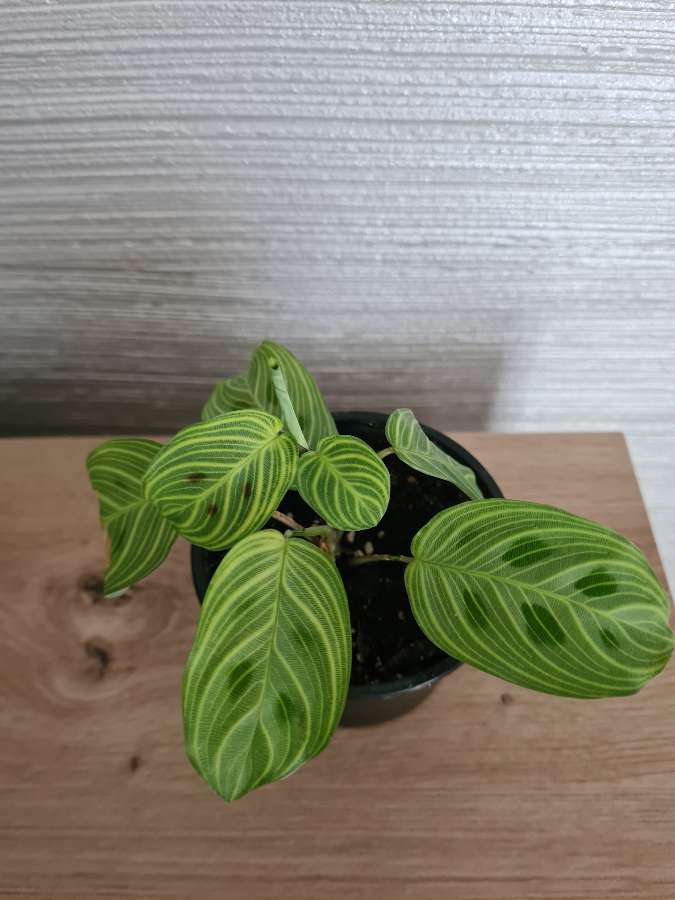 Maranta light veins 2