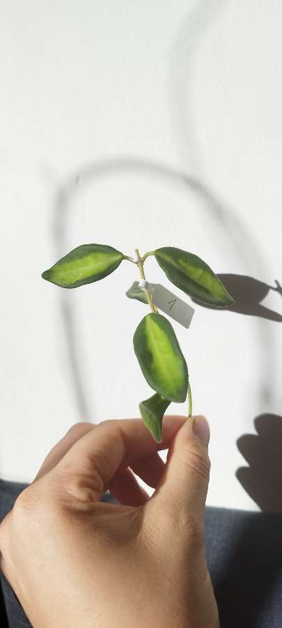 Hoya DS-70 Variegata (Burtoniae Variegata) 2