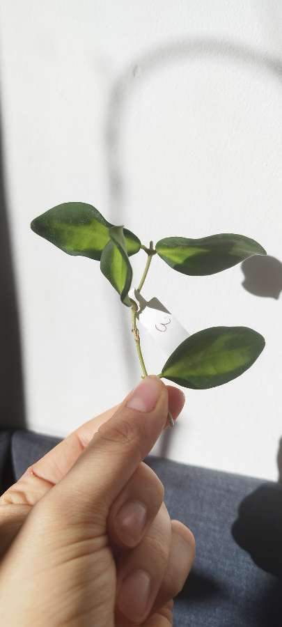 Hoya DS-70 Variegata (Burtoniae Variegata) 4