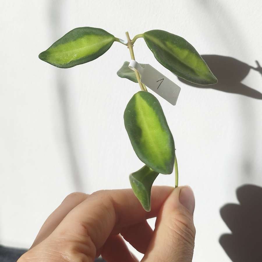 Hoya DS-70 Variegata (Burtoniae Variegata)