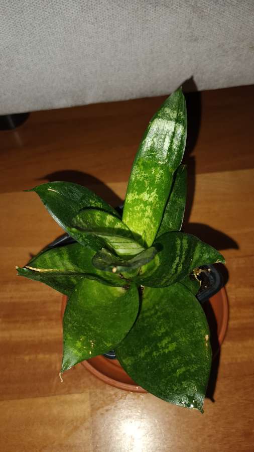 Sansewieria, sansa niska wysokość 17cm 4