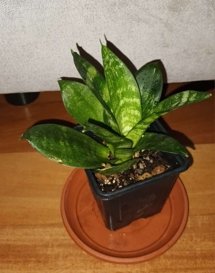 Sansewieria, sansa niska wysokość 17cm 3