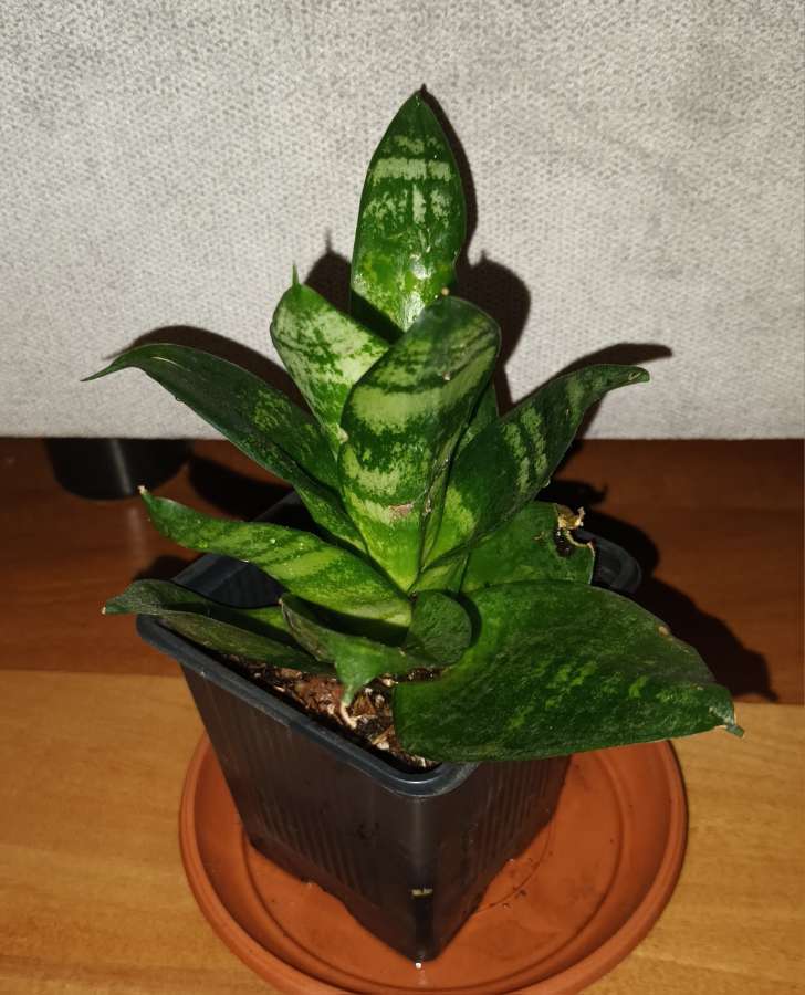 Sansewieria, sansa niska wysokość 17cm 2