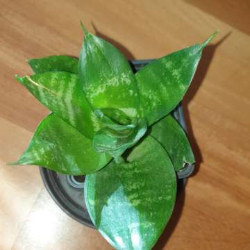 Sansewieria, sansa niska