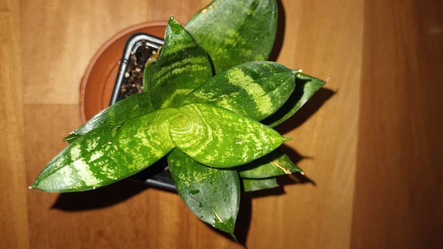 Sansewieria, sansa niska wysokość 17cm 5