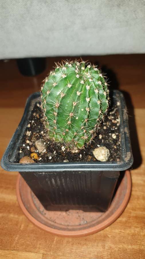 Kaktus 3