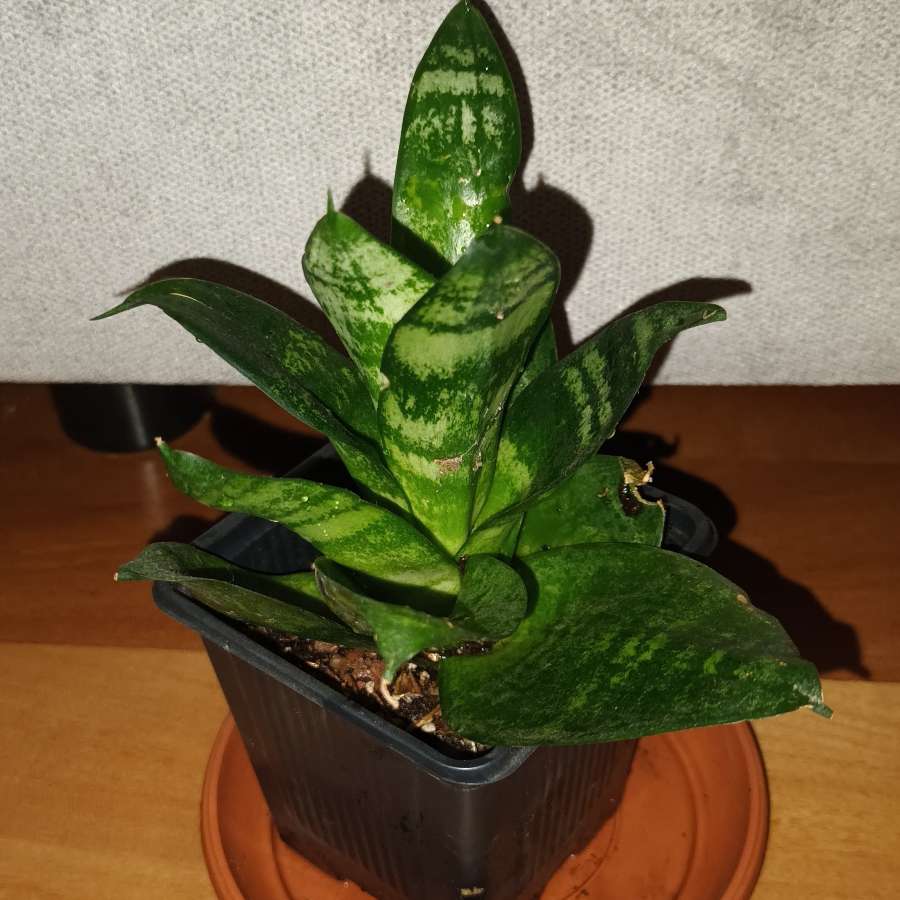 Sansewieria, sansa niska wysokość 17cm