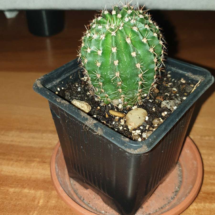 Kaktus