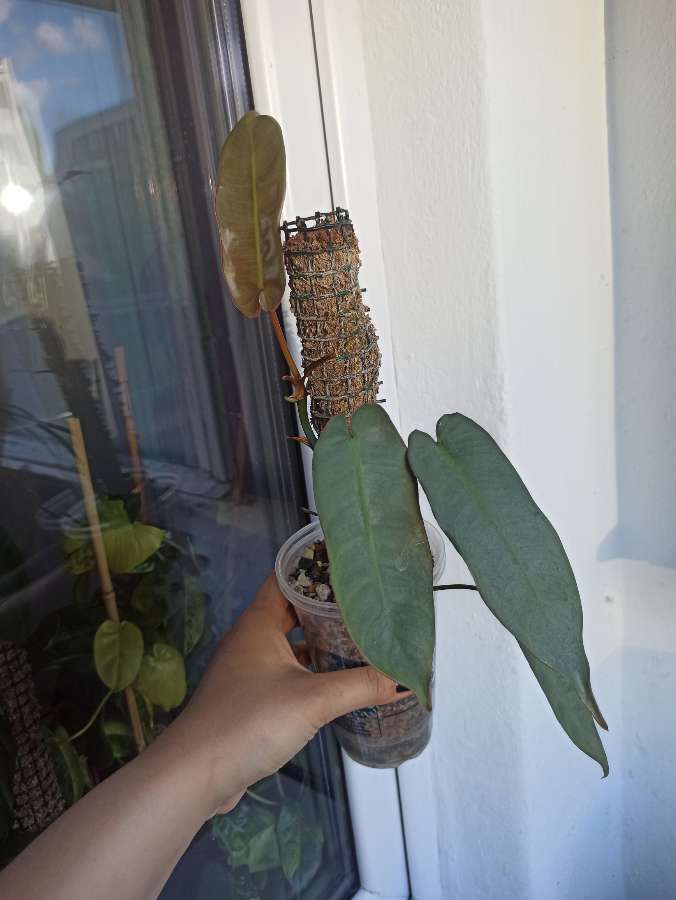 Philodendron Atabapoense 2