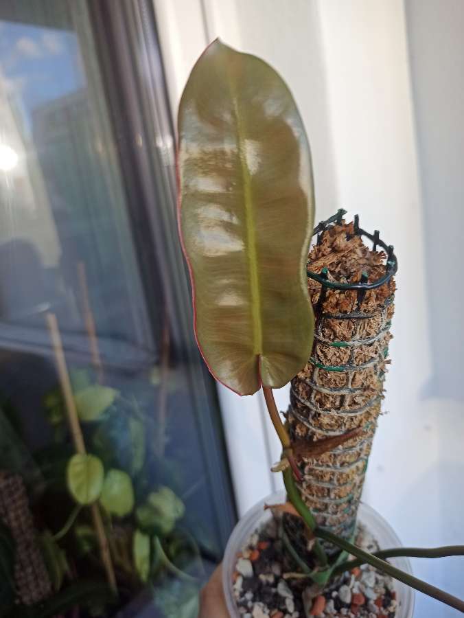 Philodendron Atabapoense 3