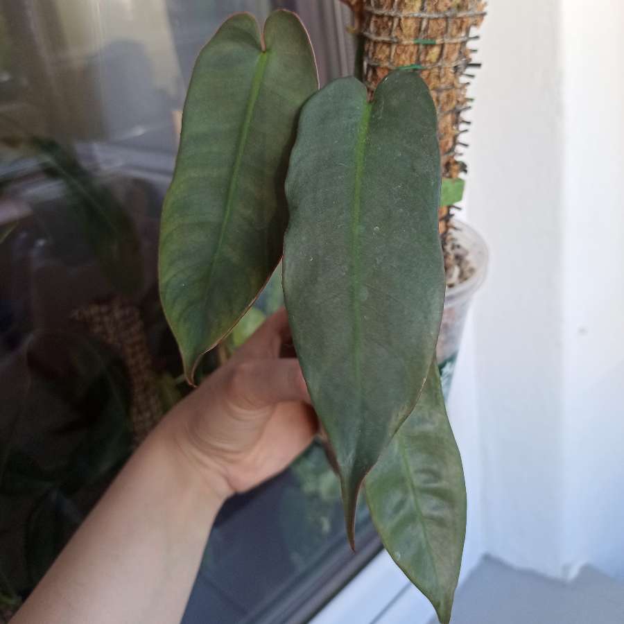 Philodendron Atabapoense