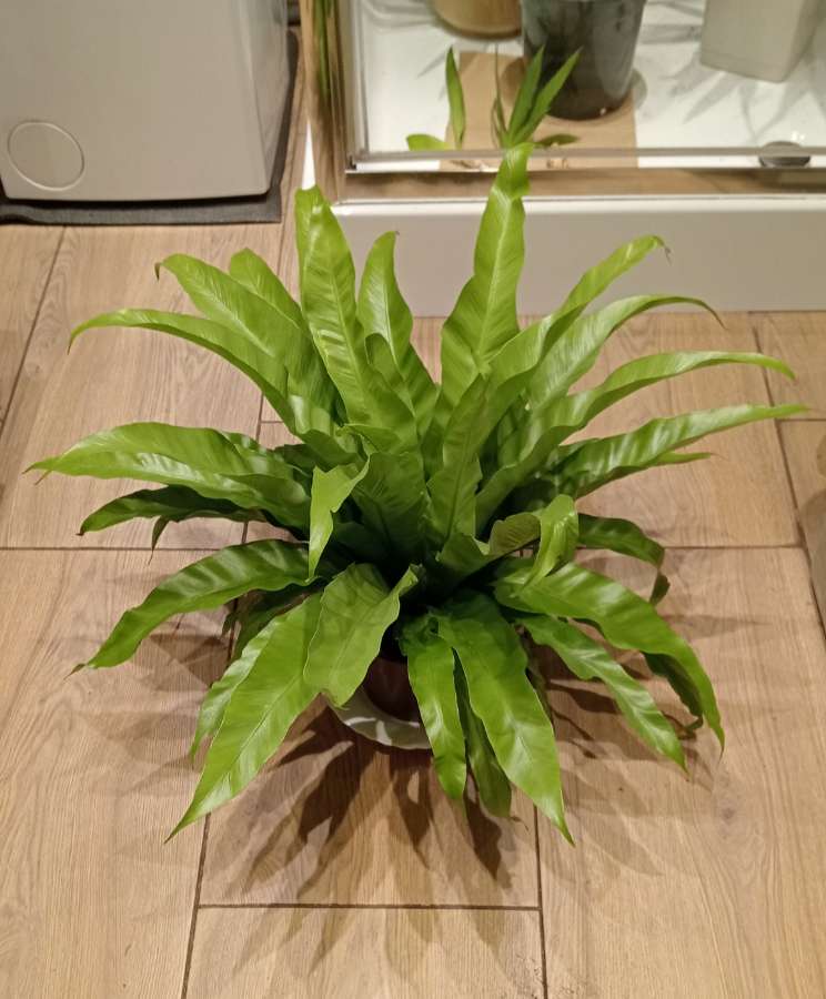 Asplenium 4