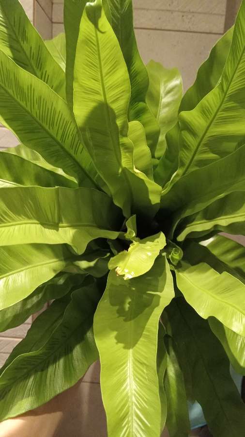 Asplenium 2