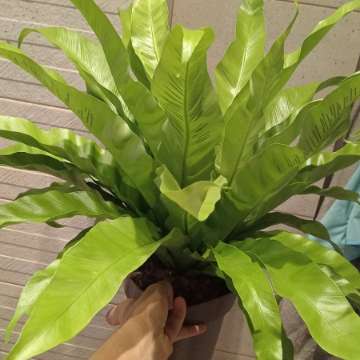 Asplenium