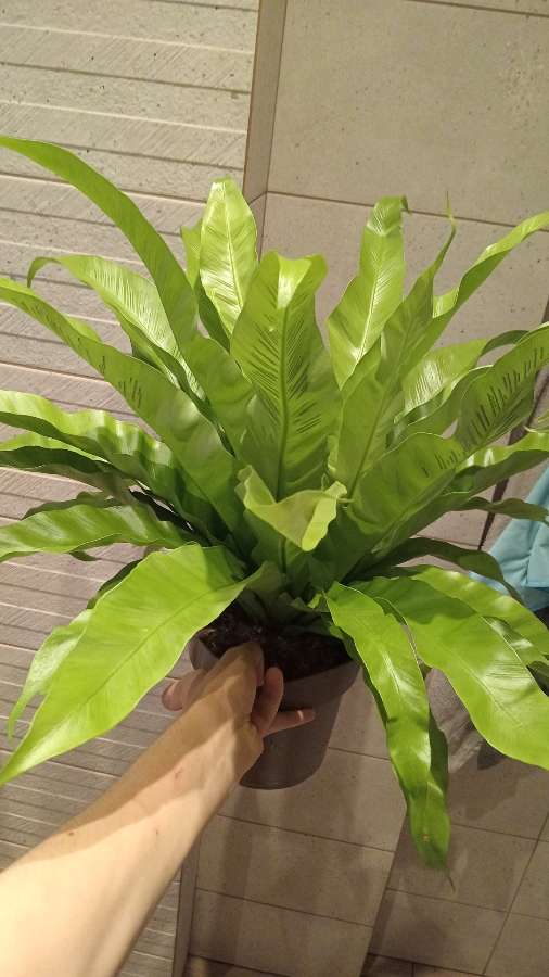 Asplenium 5