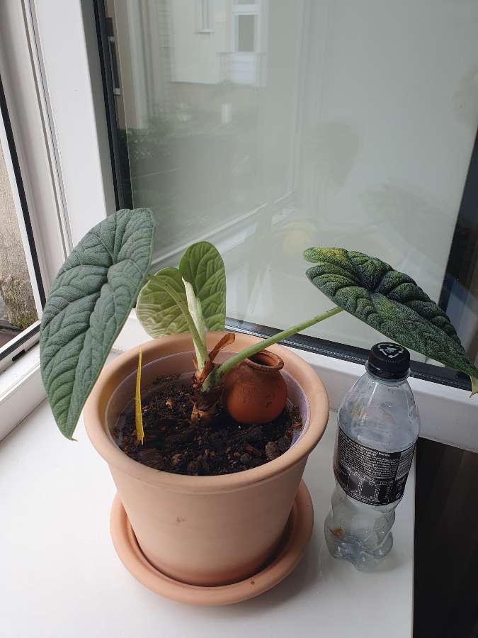 Alocasia melo 5