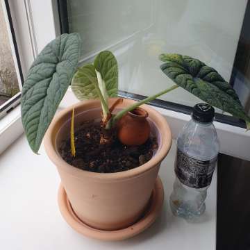 Alocasia melo