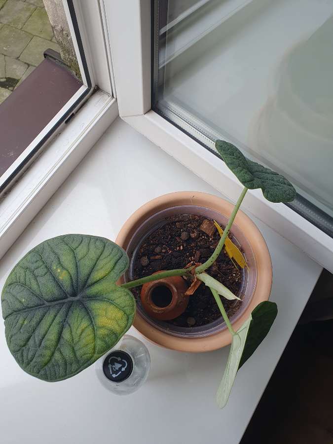 Alocasia melo 4
