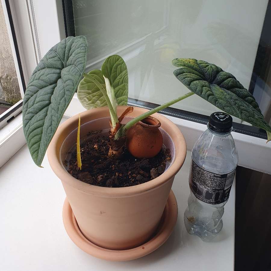 Alocasia melo