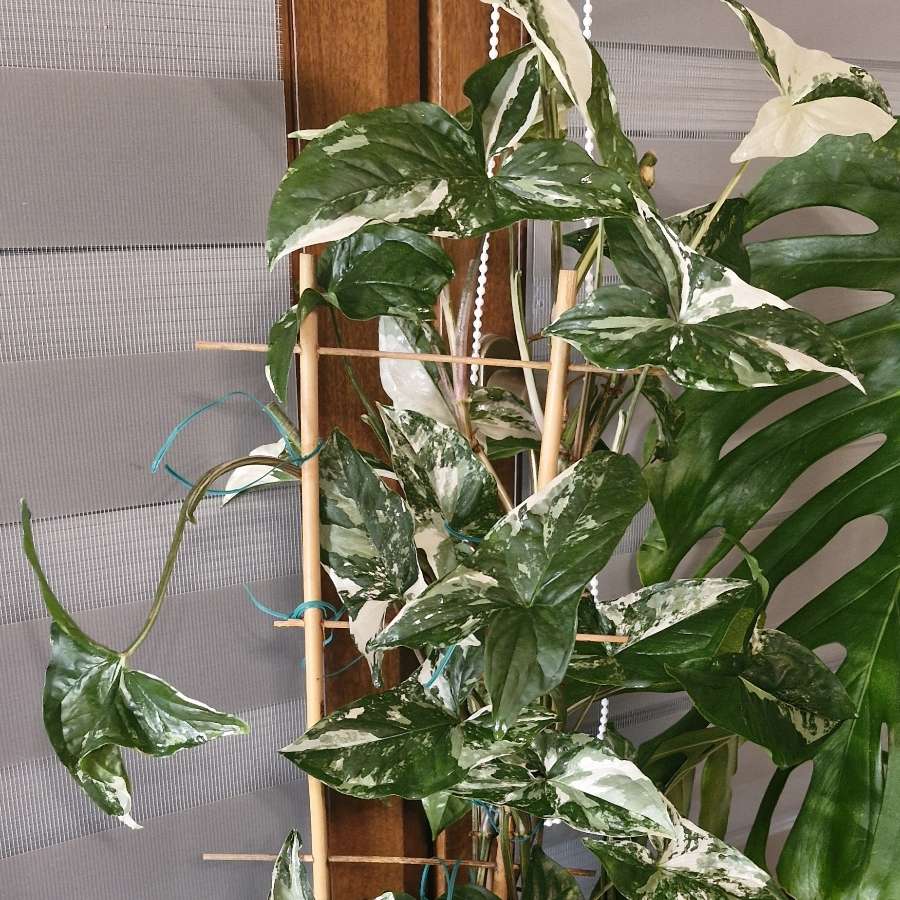 Syngonium Emerald Gem