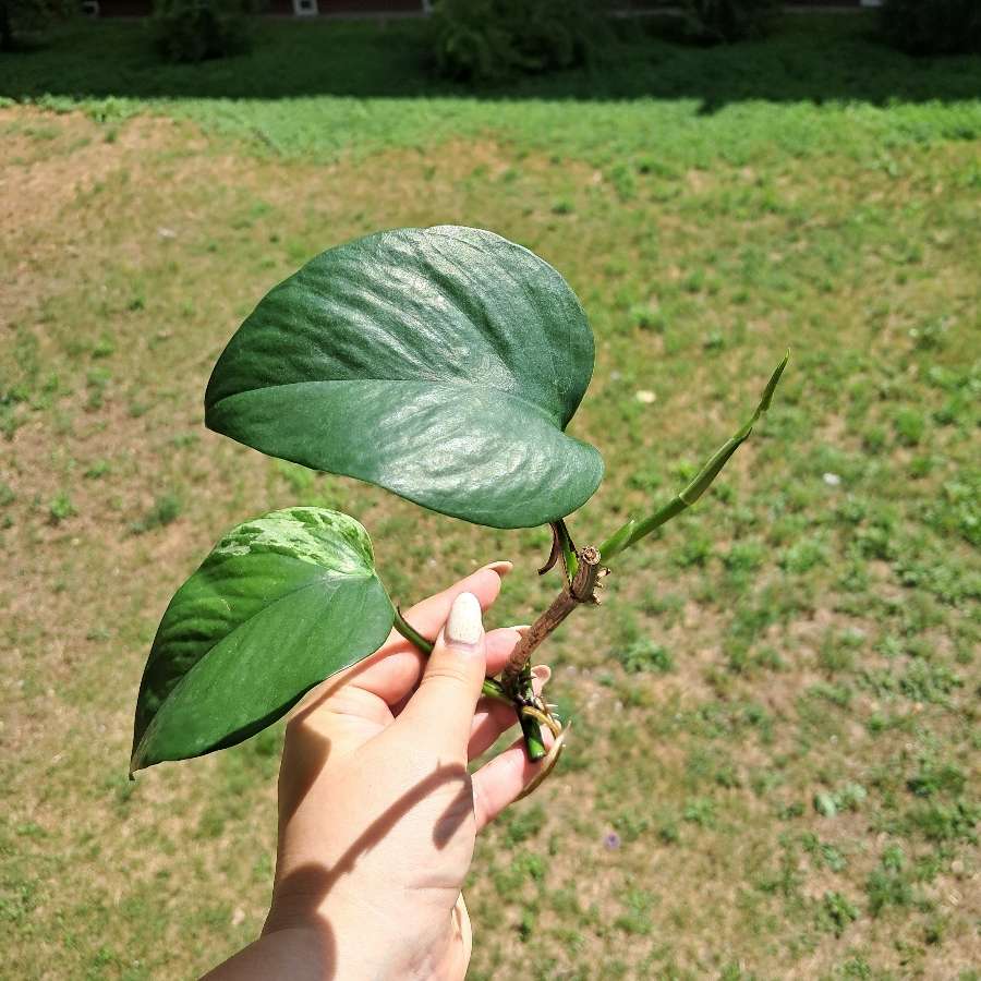 Epipremum marble Queen