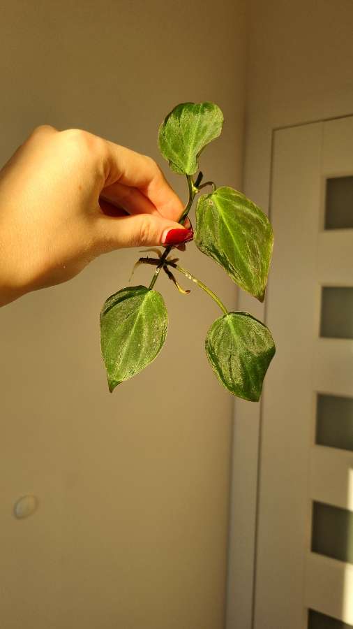 Philodendron micans 4