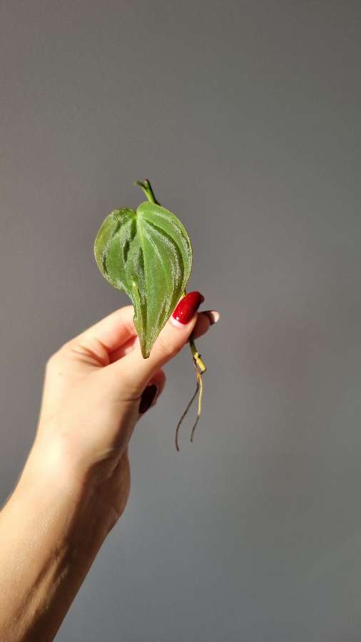Philodendron micans 5