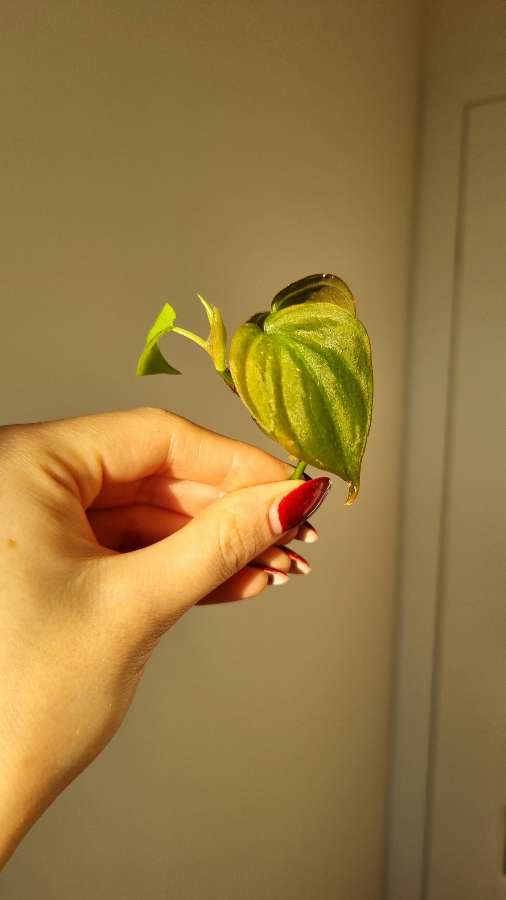 Philodendron micans 2