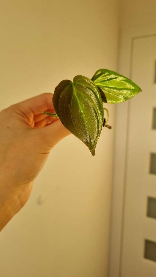 Philodendron micans 3