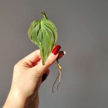 Philodendron micans